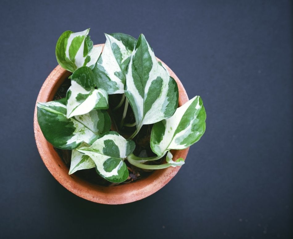 Pothos Plant that resembles the leaf of Spring