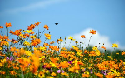 An intro to The Pollinator